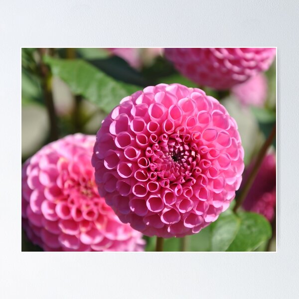 Item preview, Pink Dahlias designed and sold by KirtTisdale.