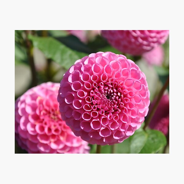 Item preview, Pink Dahlias designed and sold by KirtTisdale.