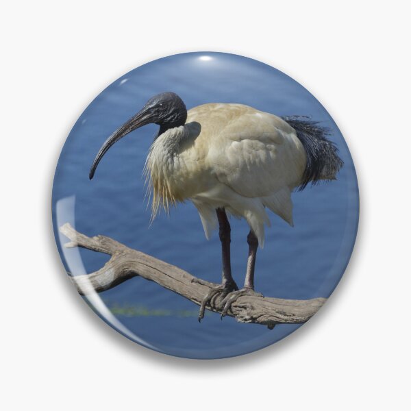 Item preview, Australian White Ibis designed and sold by Merrilyn Serong.