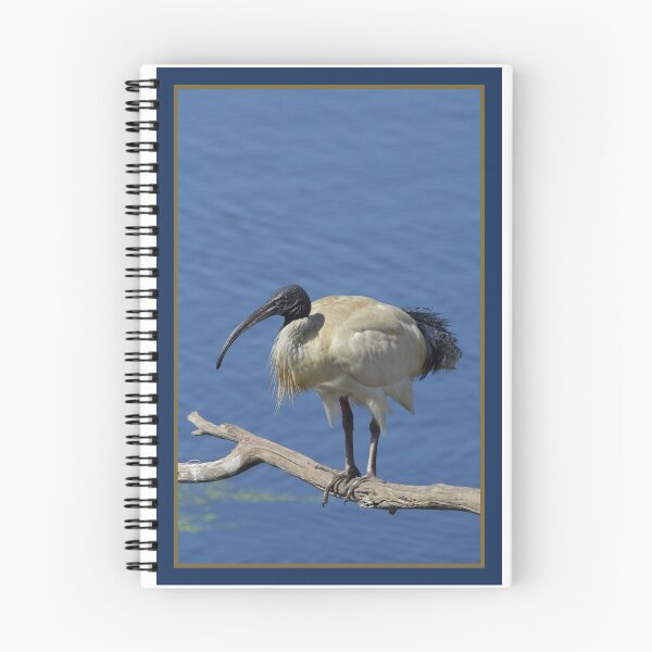 Item preview, Australian White Ibis designed and sold by Merrilyn Serong.
