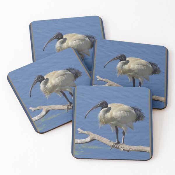 Item preview, Australian White Ibis designed and sold by Merrilyn Serong.