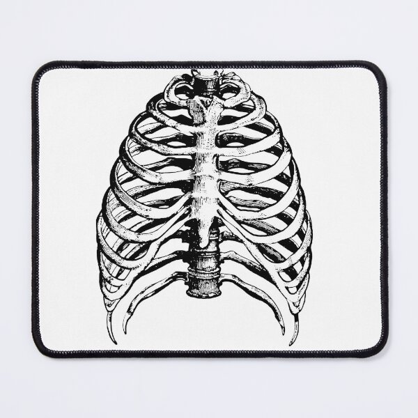 Item preview, Ribcage - Skeleton - Anatomy Collection designed and sold by AxiomDragon.