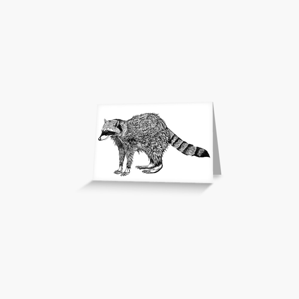 Raccoon Drawing Raccoon Drawing