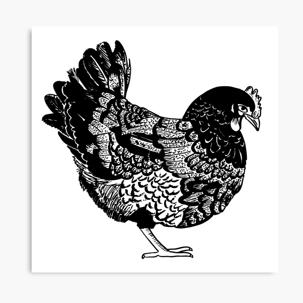 Dessin de poule noir et blanc Poster