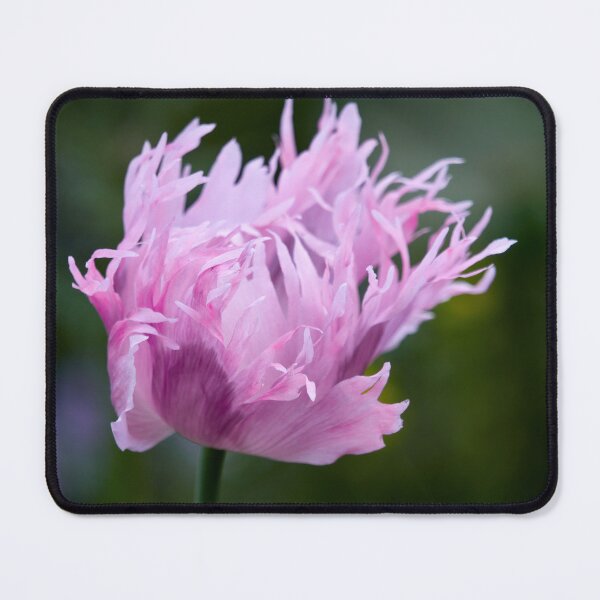 Item preview, Hit by the wind. Poppy designed and sold by Jouko Lehto Photography.