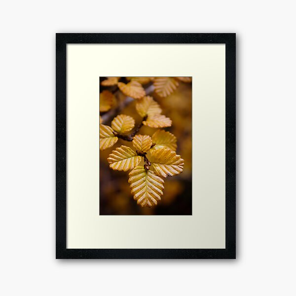 Fagus Framed Art Print