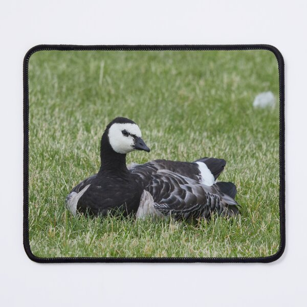 Item preview, Rest awake. Branta leucopsis, Barnacle goose designed and sold by Jouko Lehto Photography.