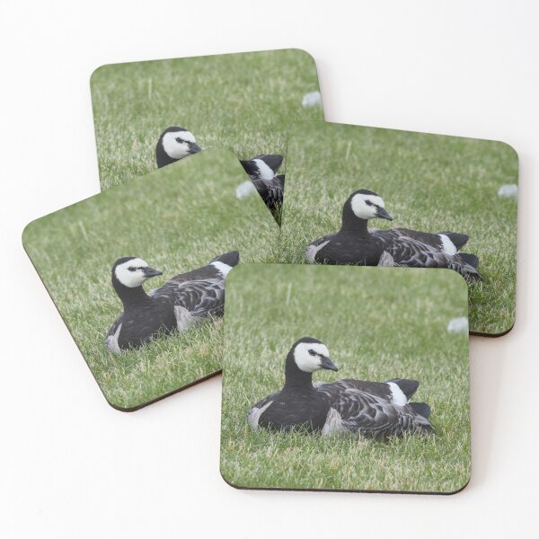 Item preview, Rest awake. Branta leucopsis, Barnacle goose designed and sold by Jouko Lehto Photography.