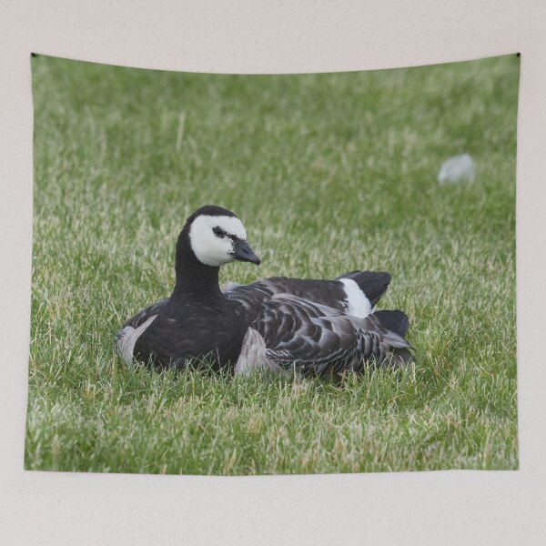 Item preview, Rest awake. Branta leucopsis, Barnacle goose designed and sold by Jouko Lehto Photography.