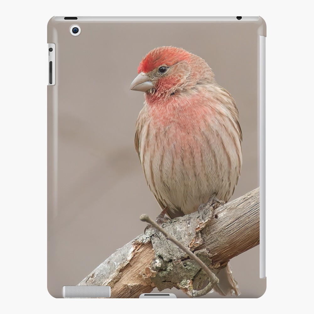 Beautiful House Finch in winter time