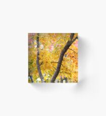 Through the Canopy Acrylic Block