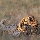 «Dos cabezas son mejores que una» de Owed To Nature