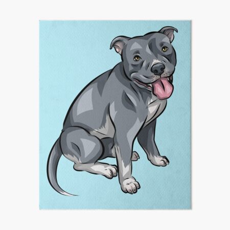 Merle staffy best sale