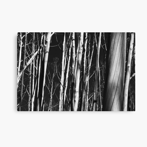 Dead trees Canvas Print