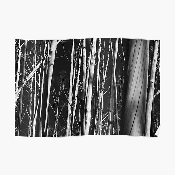 Dead trees Poster