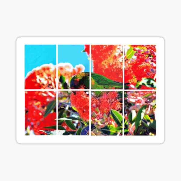 Drawing Musk Lorikeet in Red Flowering Gum Sticker