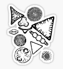 Diatoms Forever Sticker