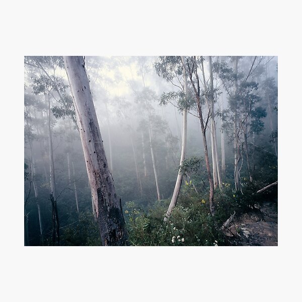 Item preview, Gums In Mist Katoomba designed and sold by Brett Thompson.