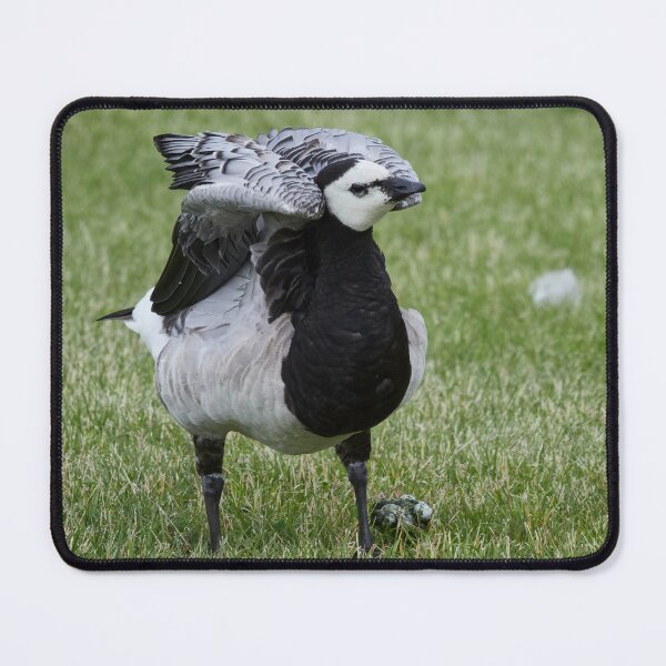 Item preview, Armpit dustup. Branta leucopsis, Barnacle goose designed and sold by Jouko Lehto Photography.