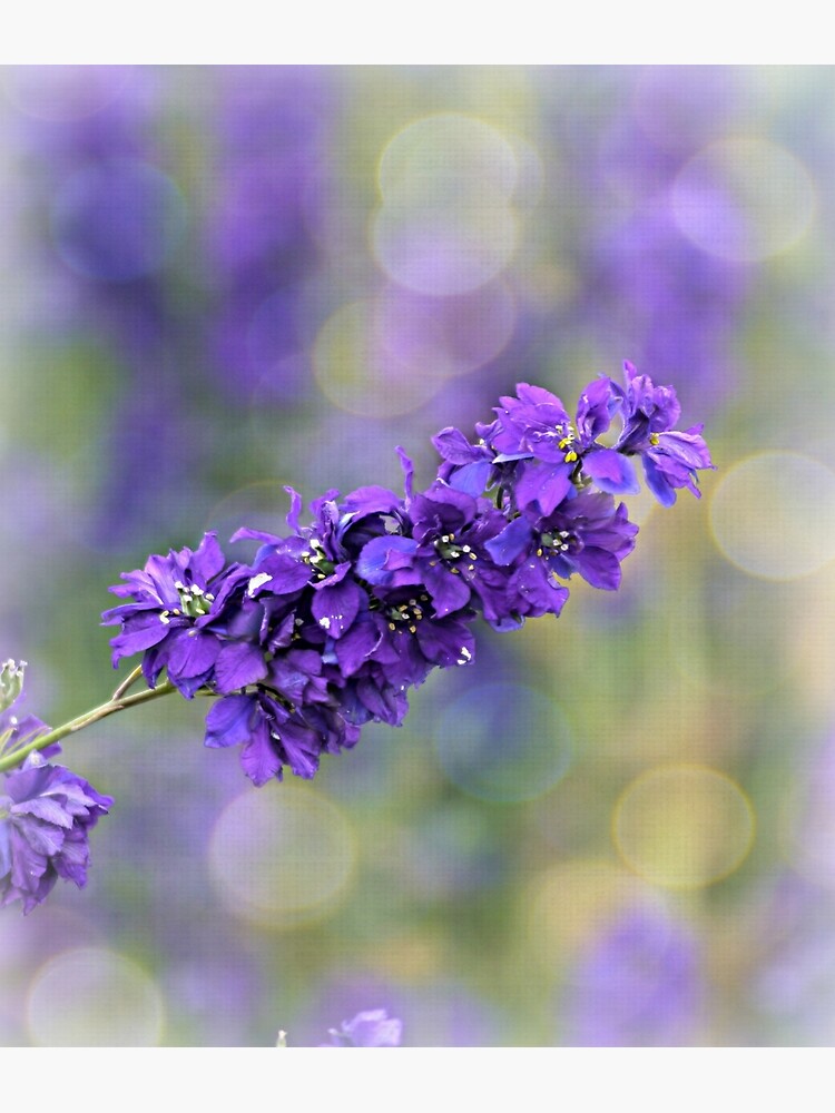 Delphinium by ScenicViewPics
