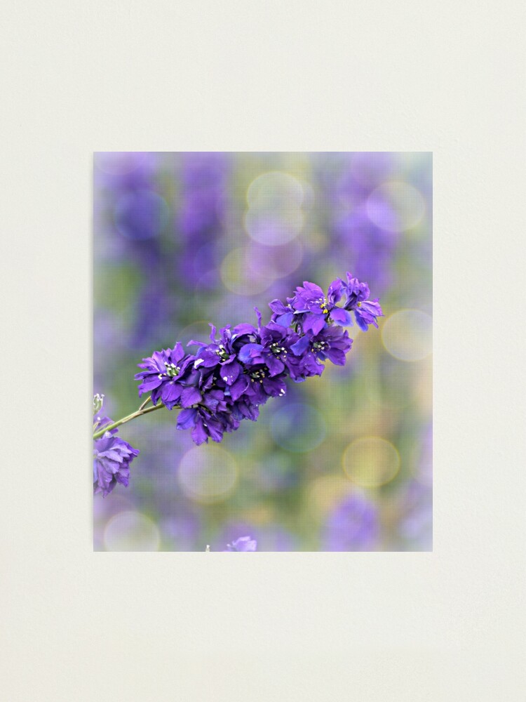 Alternate view of Delphinium Photographic Print