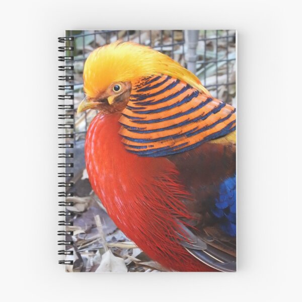 Item preview, Golden Pheasant  designed and sold by kirstybush.