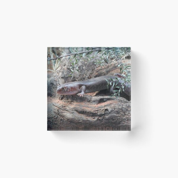 Item preview, Night Skink designed and sold by kirstybush.