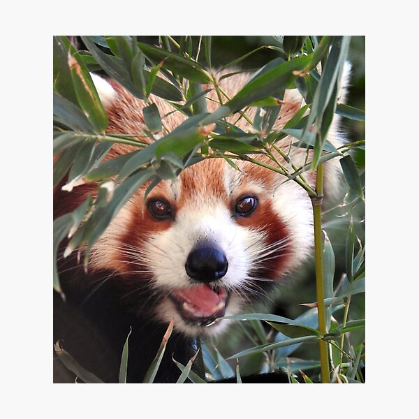 Red Panda Photographic Print