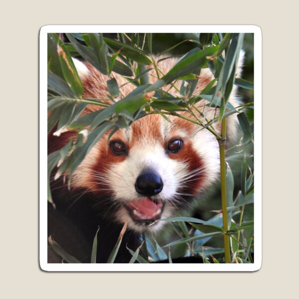 Red Panda Magnet