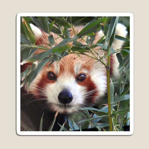 Red Panda Magnet