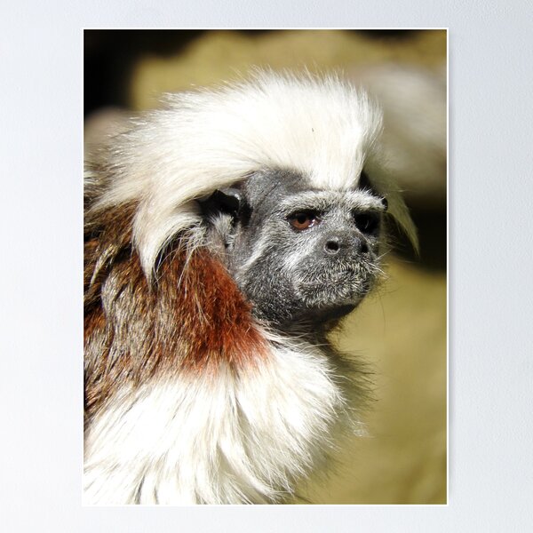 Saving Endangered Primates: How YOU are Helping the Cotton-top Tamarin -  The Houston Zoo