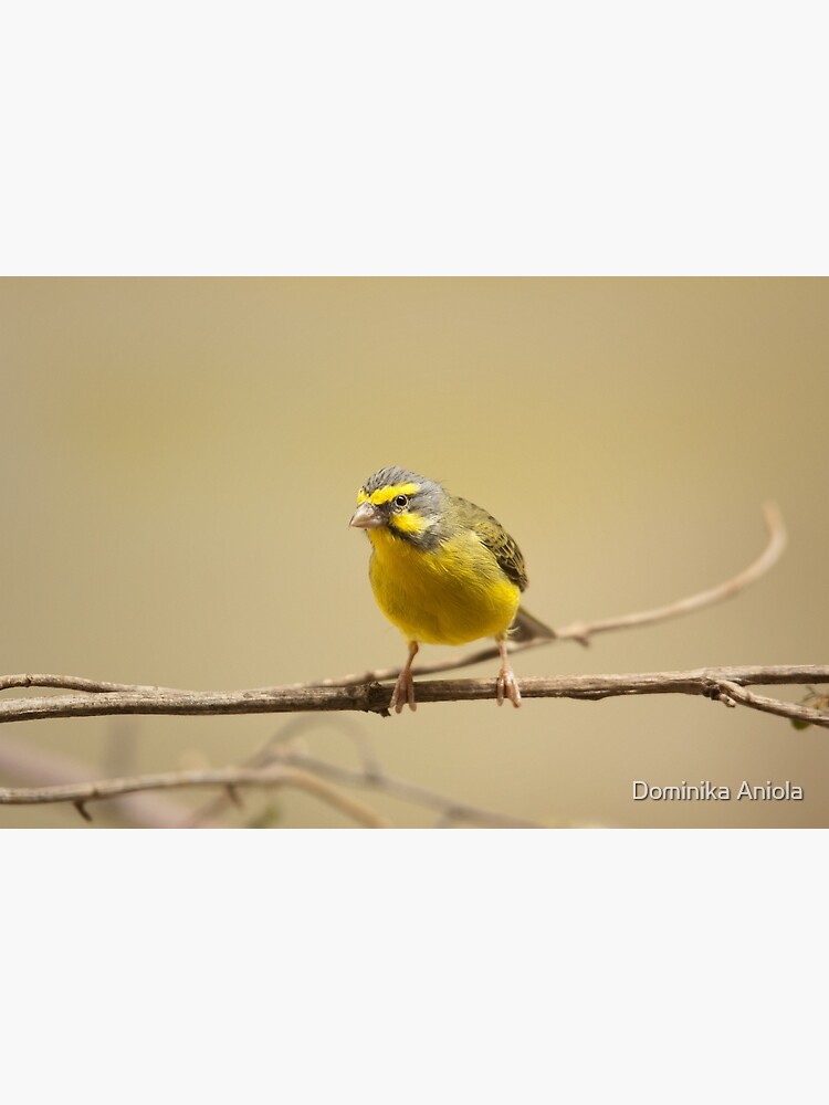 "Green singing finch" Photographic Print by domcia | Redbubble