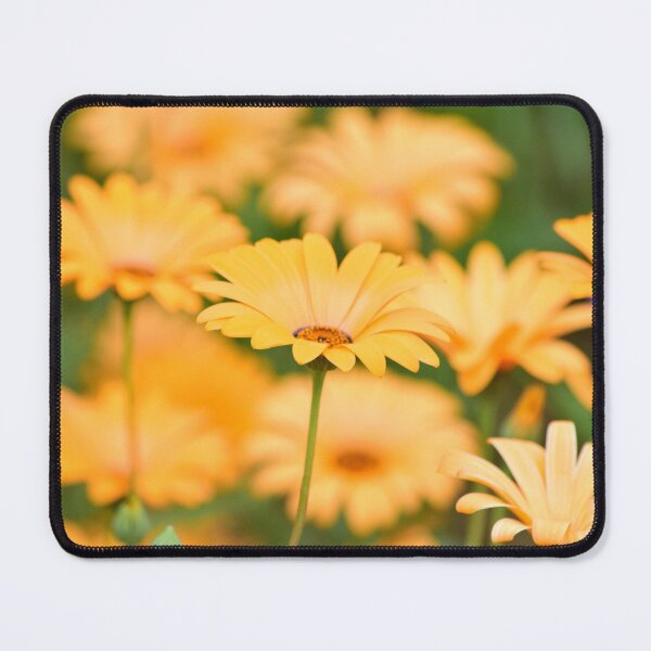 Item preview, Yellow Osteospurnum designed and sold by Sue’s Creative Nook.