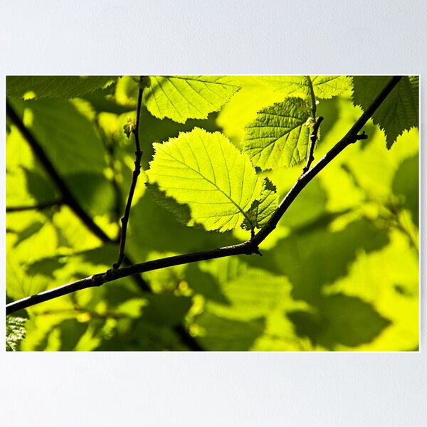 Item preview, GREEN LEAVES designed and sold by MIKESCOTT.