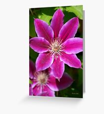 Pink Clematis Flower Greeting Card
