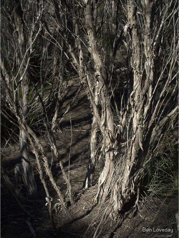 "Mallee In The Murray Lands" Poster for Sale by fuzzi Redbubble