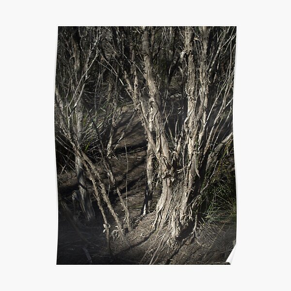 "Mallee In The Murray Lands" Poster for Sale by fuzzi Redbubble