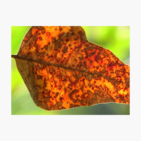 Untitled Photographic Print