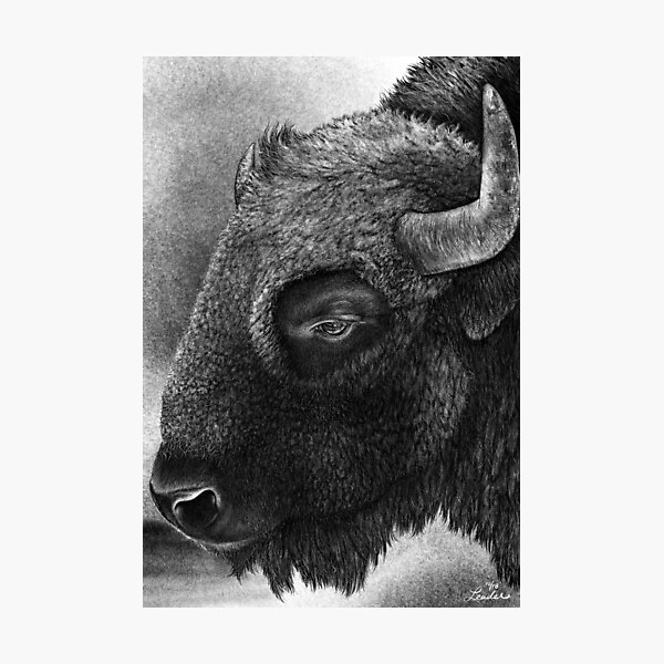 Bison by Christine Leader Photographic Print