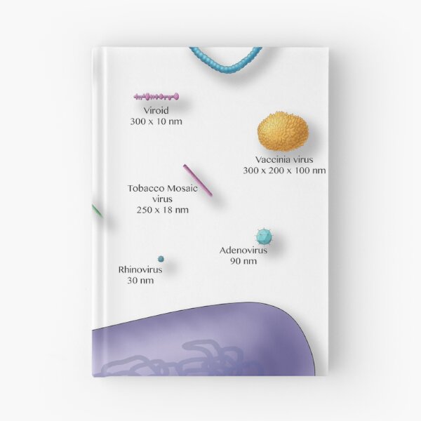 Item preview, Virus vs. Bacteria, Comparison of Sizes designed and sold by ScienceSource.