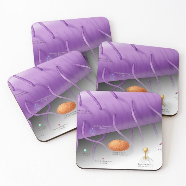 Item preview, Virus vs. Bacteria, Comparison of Sizes designed and sold by ScienceSource.