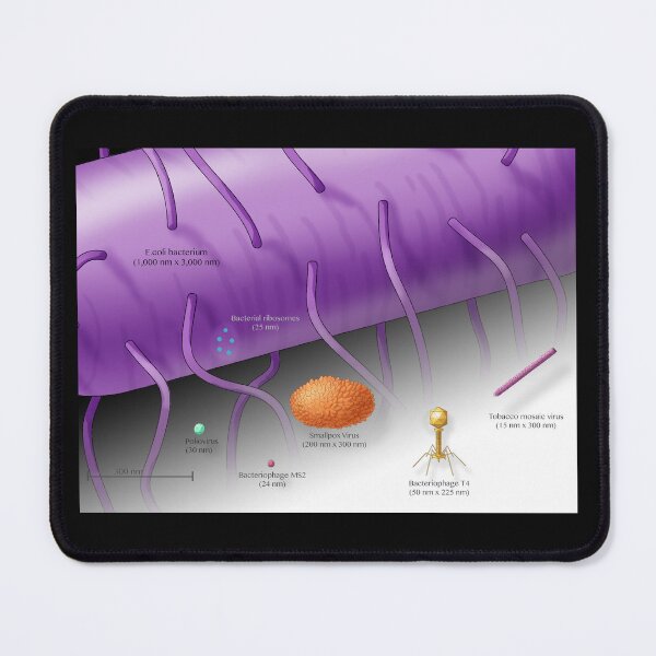 Item preview, Virus vs. Bacteria, Comparison of Sizes designed and sold by ScienceSource.