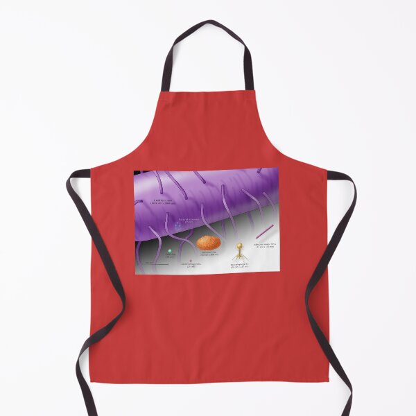 Item preview, Virus vs. Bacteria, Comparison of Sizes designed and sold by ScienceSource.
