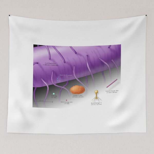 Item preview, Virus vs. Bacteria, Comparison of Sizes designed and sold by ScienceSource.