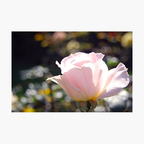Lifeline Photographic Print