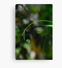 spiral creeper Kakadu NT Canvas Print
