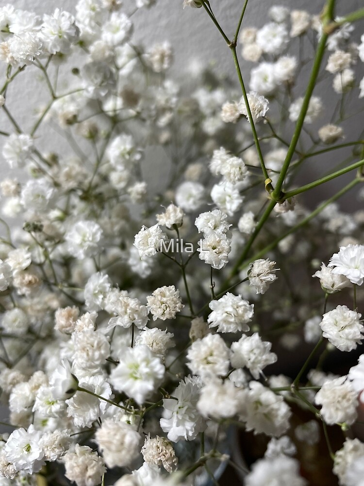 Gypsophila