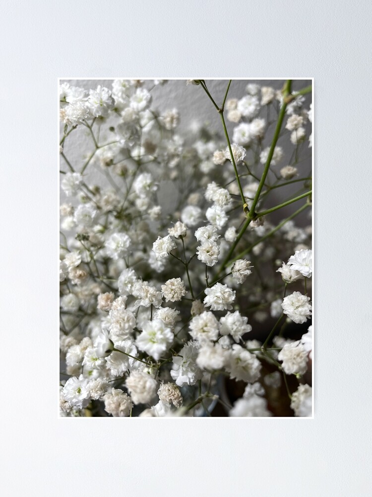 Gypsophila