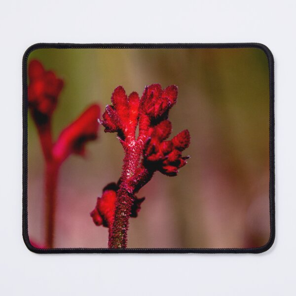Item preview, Kangaroo Paw designed and sold by indiafrankk.