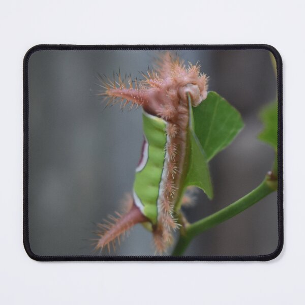 Item preview, Saddleback caterpillar  designed and sold by Tonia Delozier's Photography .